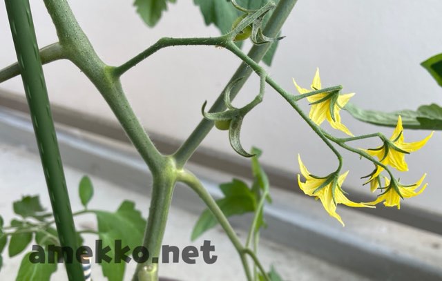 食育 ミニトマト栽培 ベランダ菜園 花から実になって あめっこブログ
